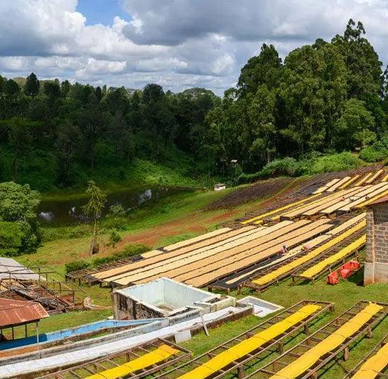 KENYA sasini pb