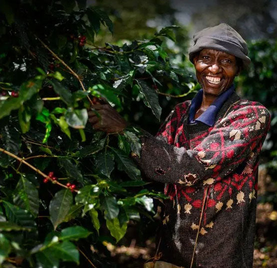 KENYA sasini pb