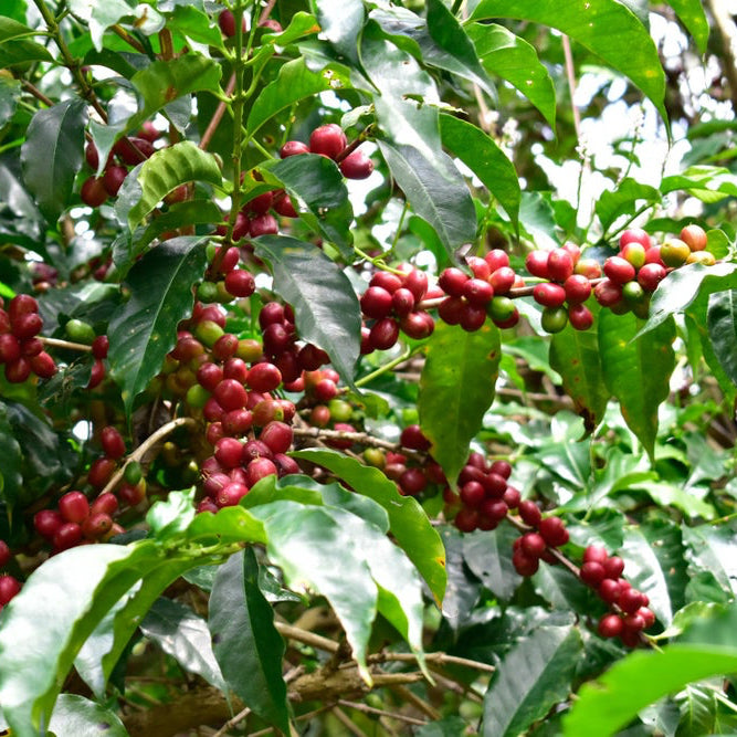 ETHIOPIA momoka