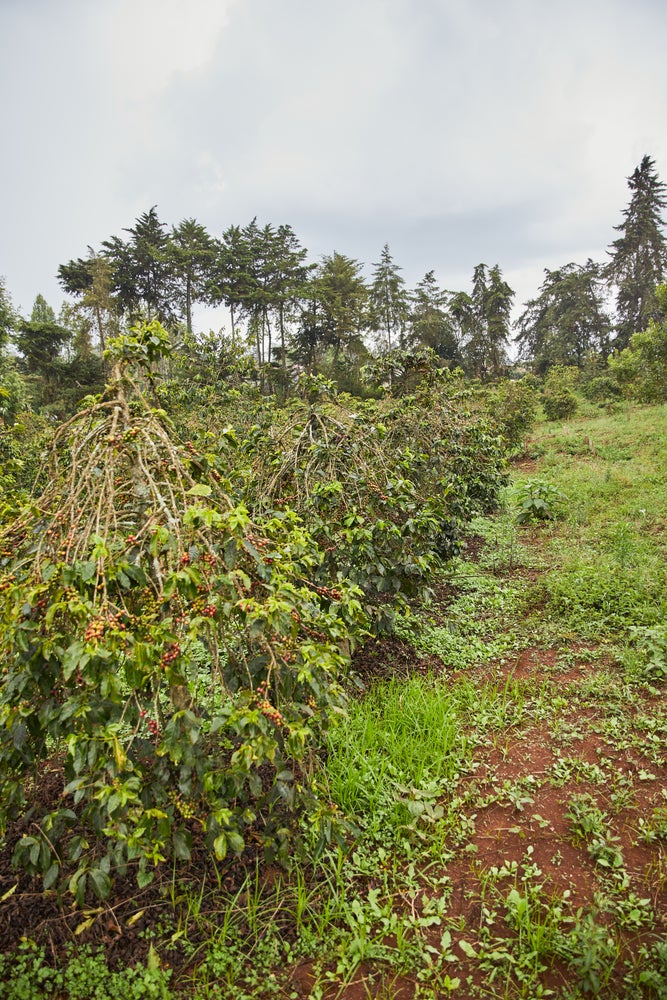 KENYA ngure