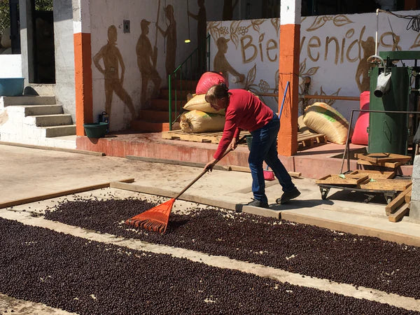 GUATEMALA bubbly bean ballet