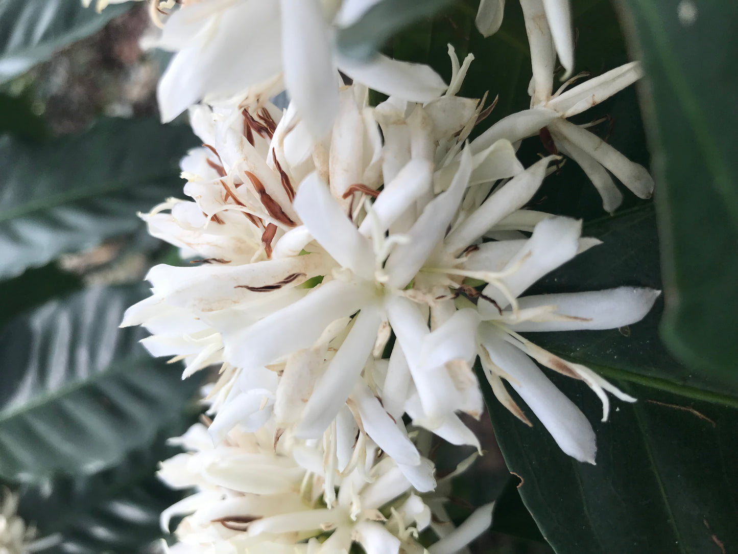 COLOMBIA white honey gesha