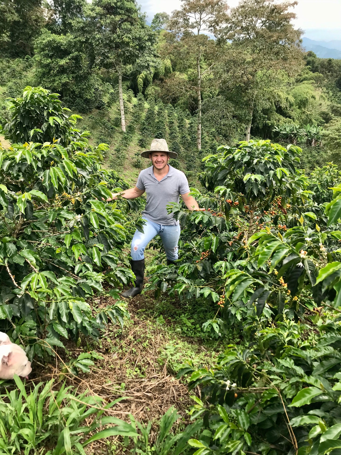 COLOMBIA white honey gesha