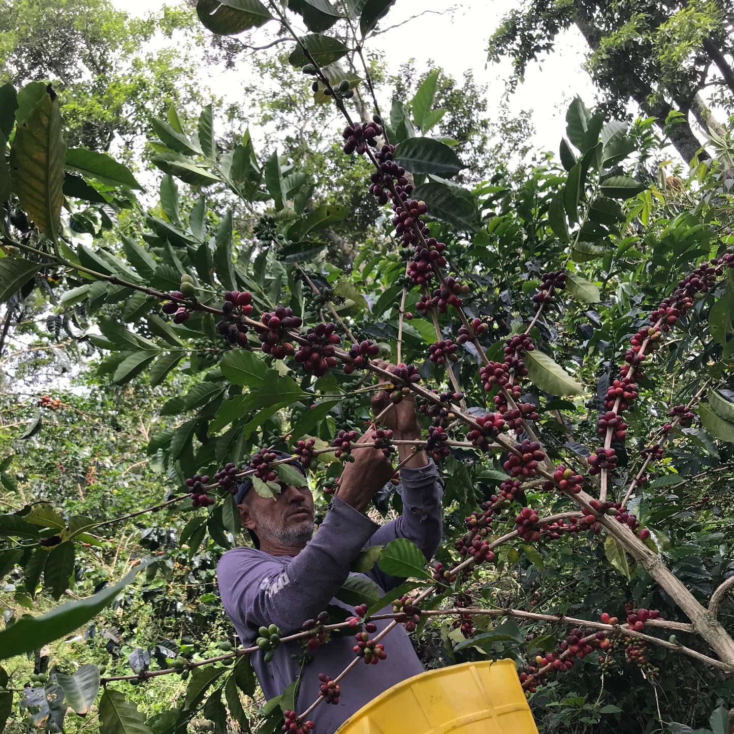 COLOMBIA white honey gesha