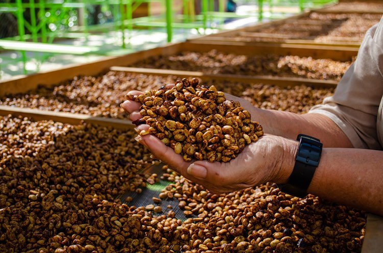 GUATEMALA bubbly bean ballet