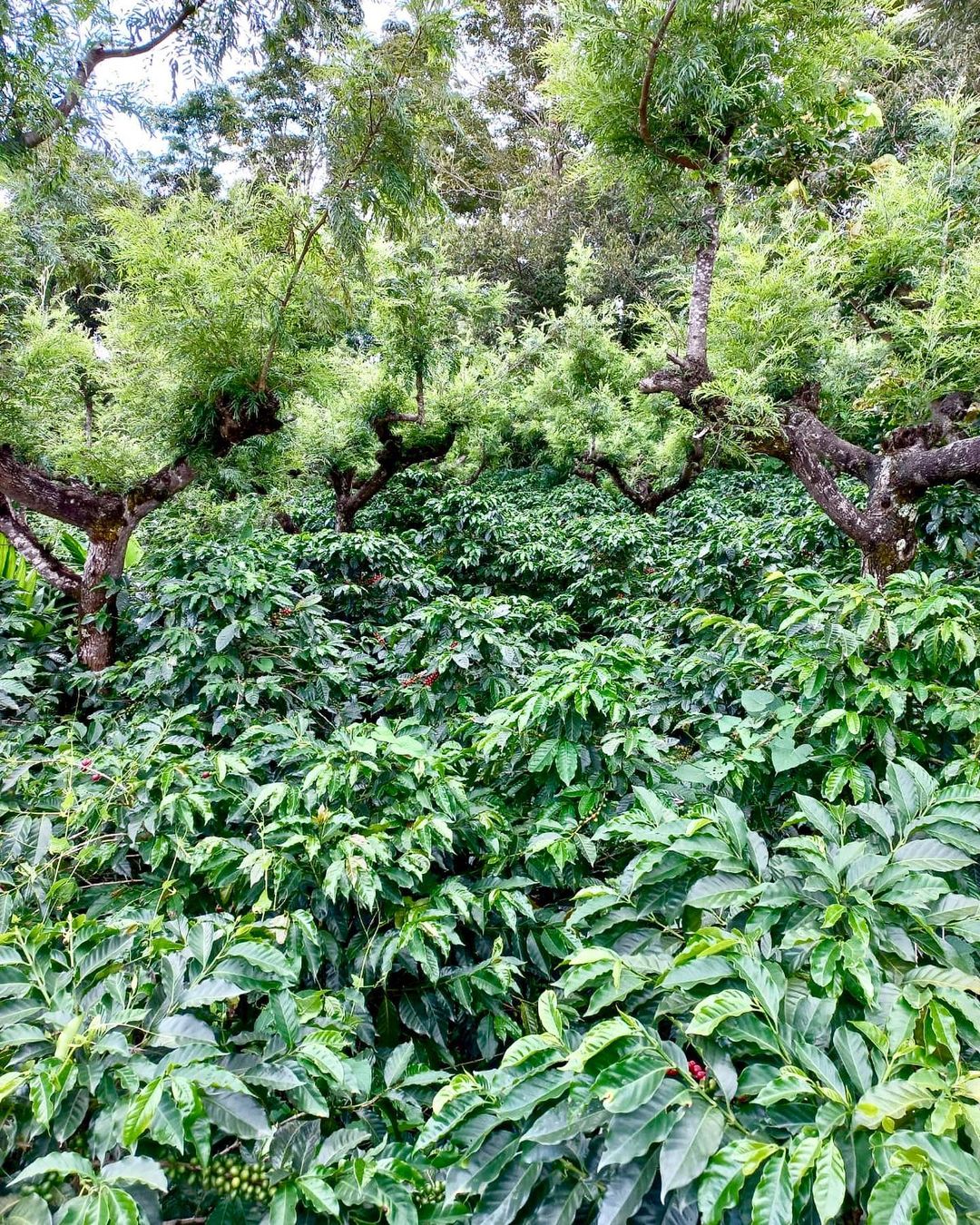 GUATEMALA bubbly bean ballet