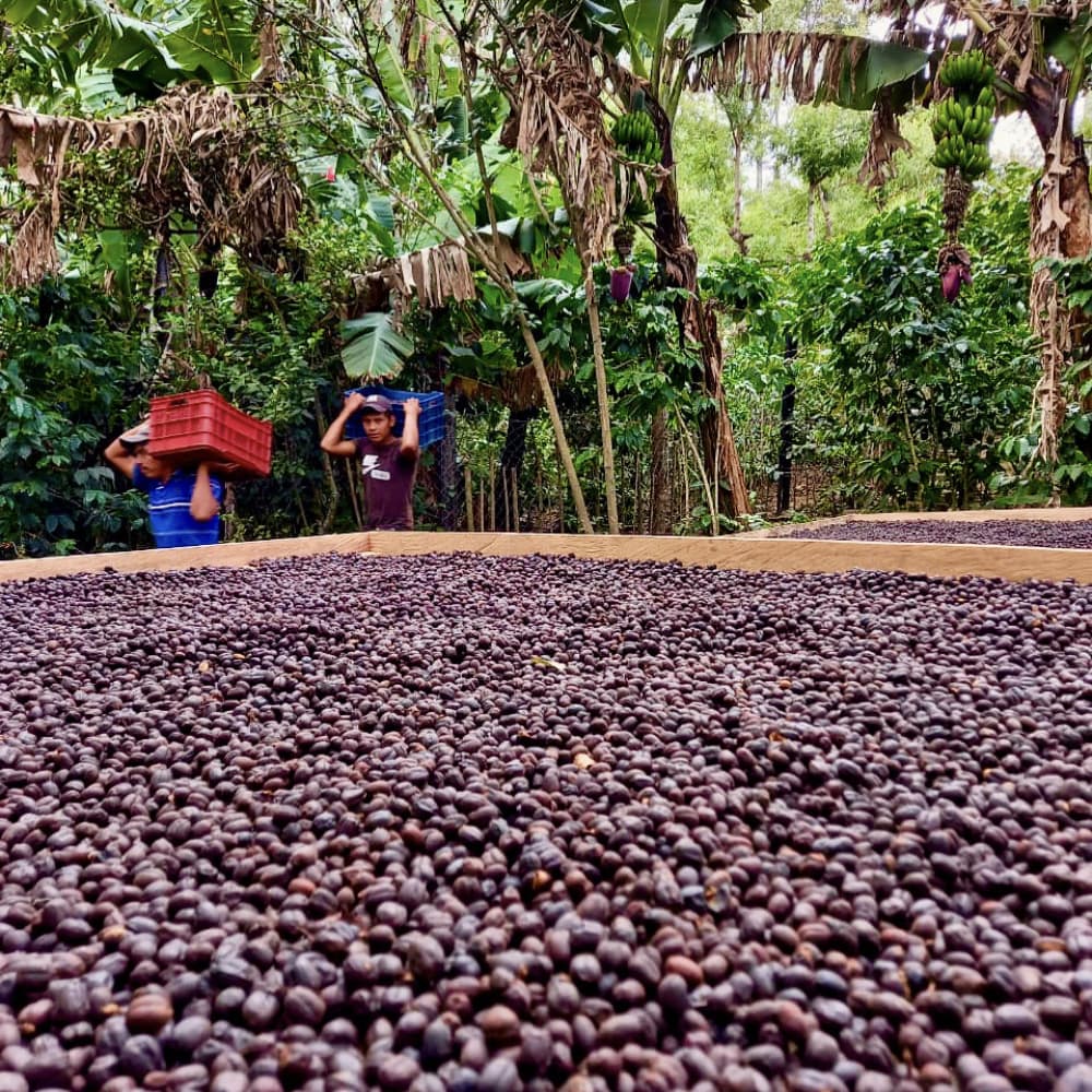 GUATEMALA bubbly bean ballet