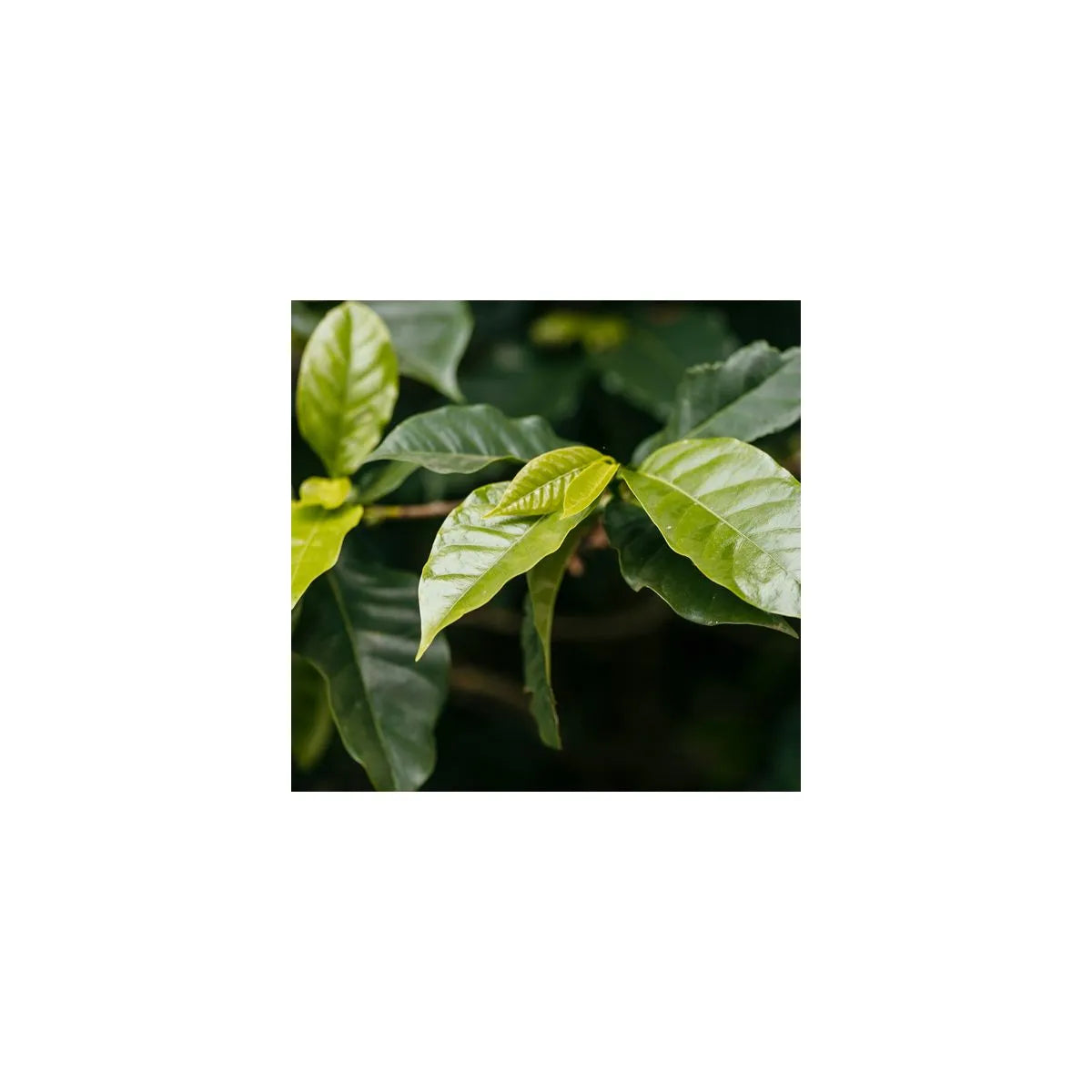 GUATEMALA arnaldo