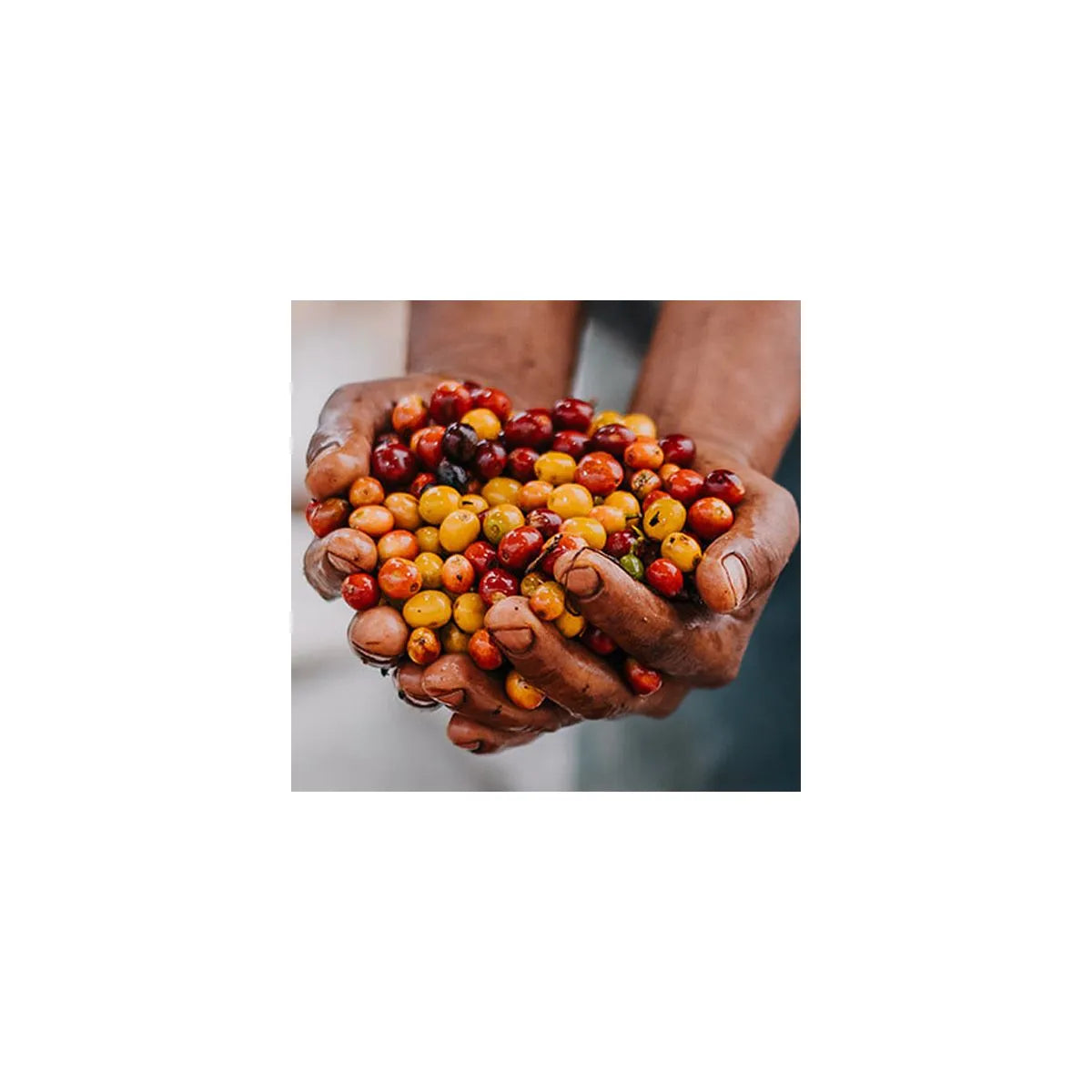 GUATEMALA arnaldo