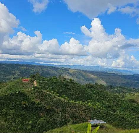 COLOMBIA gesha las brisas