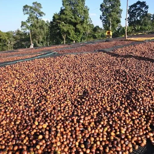 ETHIOPIA anasora