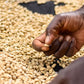 KENYA tinganga ab