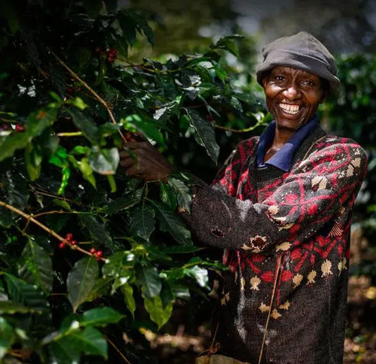 KENYA sasini pb