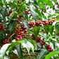 ETHIOPIA momoka