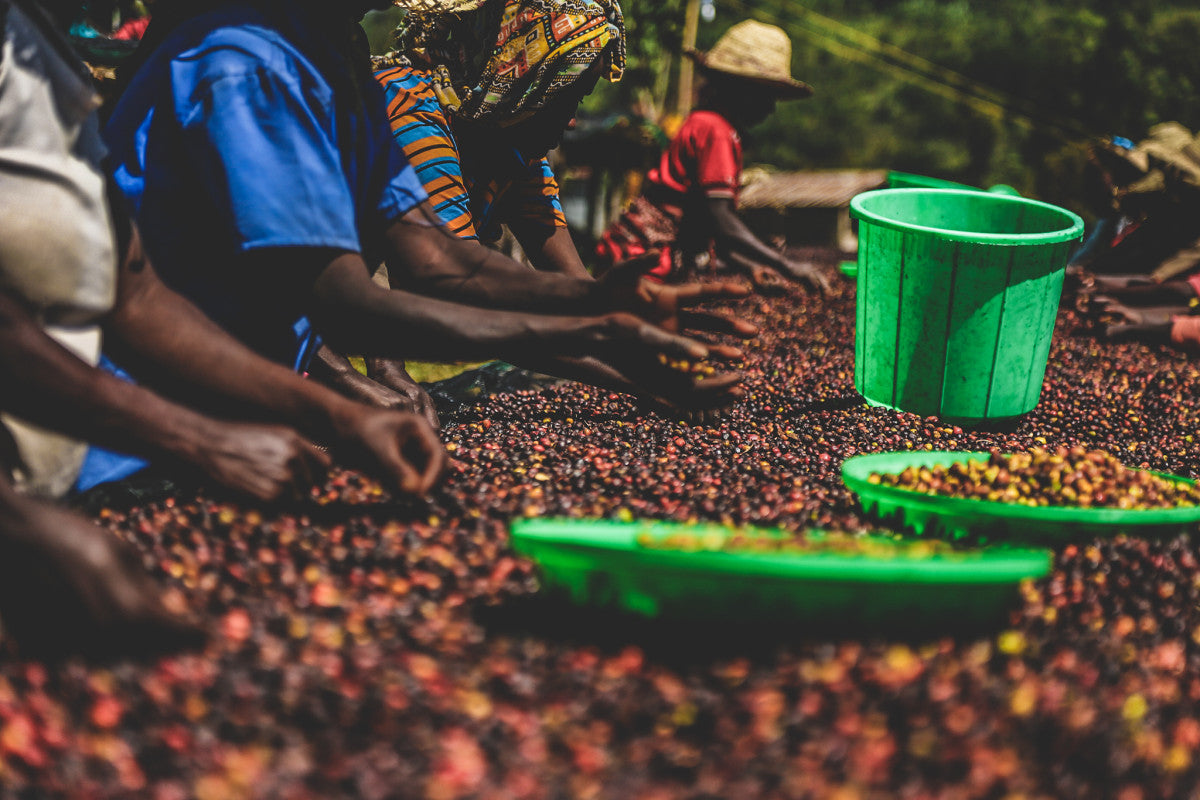 ETHIOPIA bonora