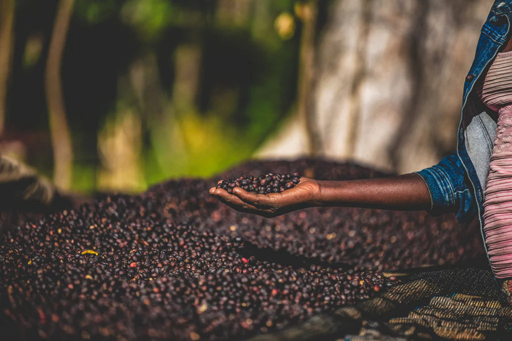 ETHIOPIA bonora