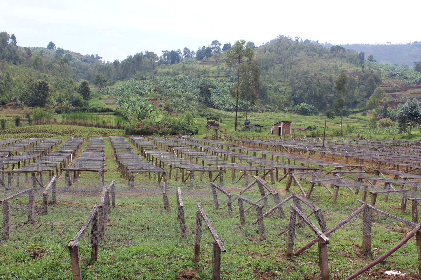 BURUNDI yandaro