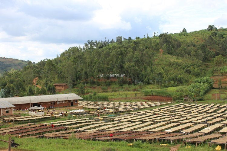 BURUNDI yandaro