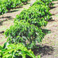 COLOMBIA chiroso