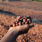 ETHIOPIA anasora