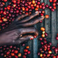 ETHIOPIA hambella