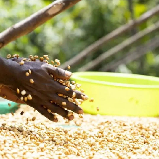 UGANDA bulaago
